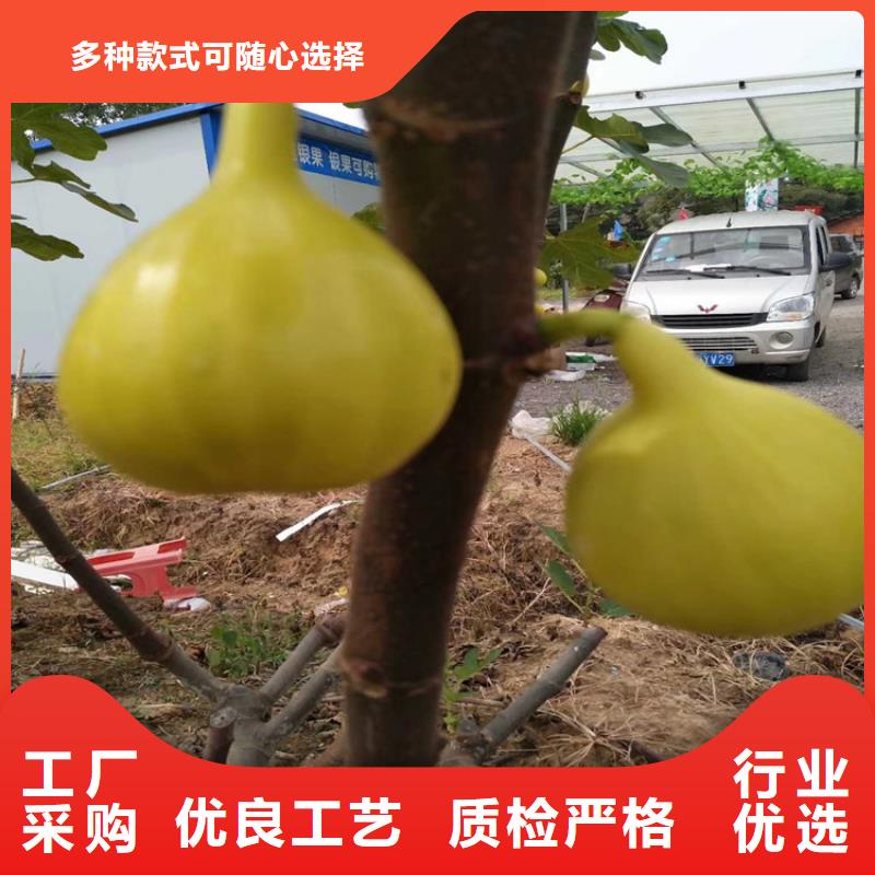 大青皮无花果苗产量多少