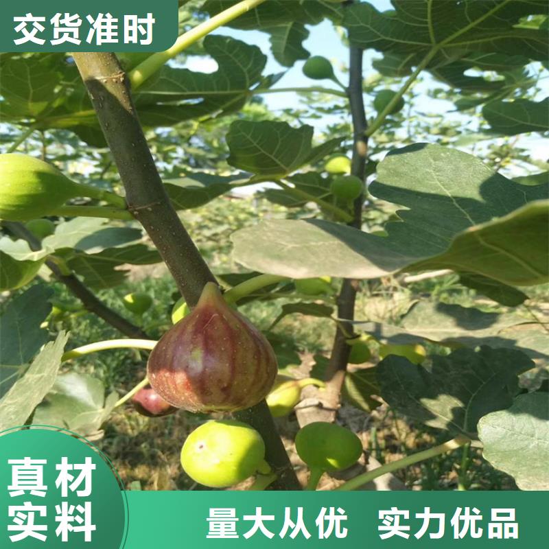 无花果桃树苗用品质说话