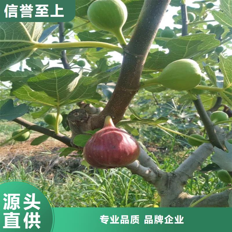 无花果红石榴苗基地源厂直销