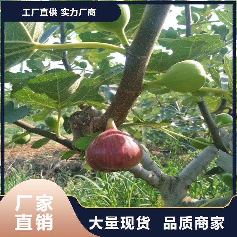 无花果樱桃苗品质好才是硬道理