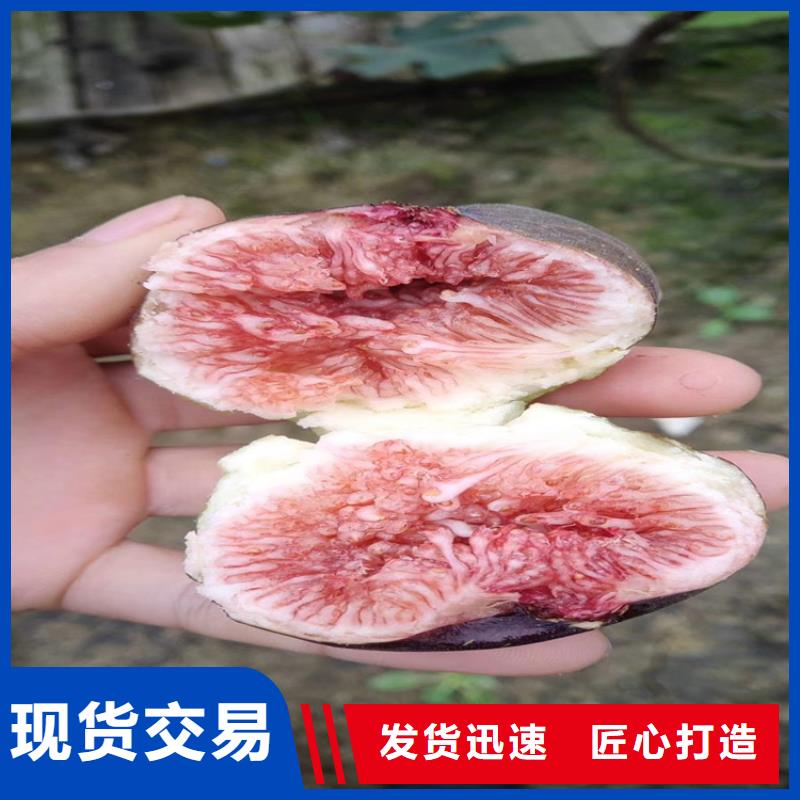 无花果樱桃苗品质好才是硬道理