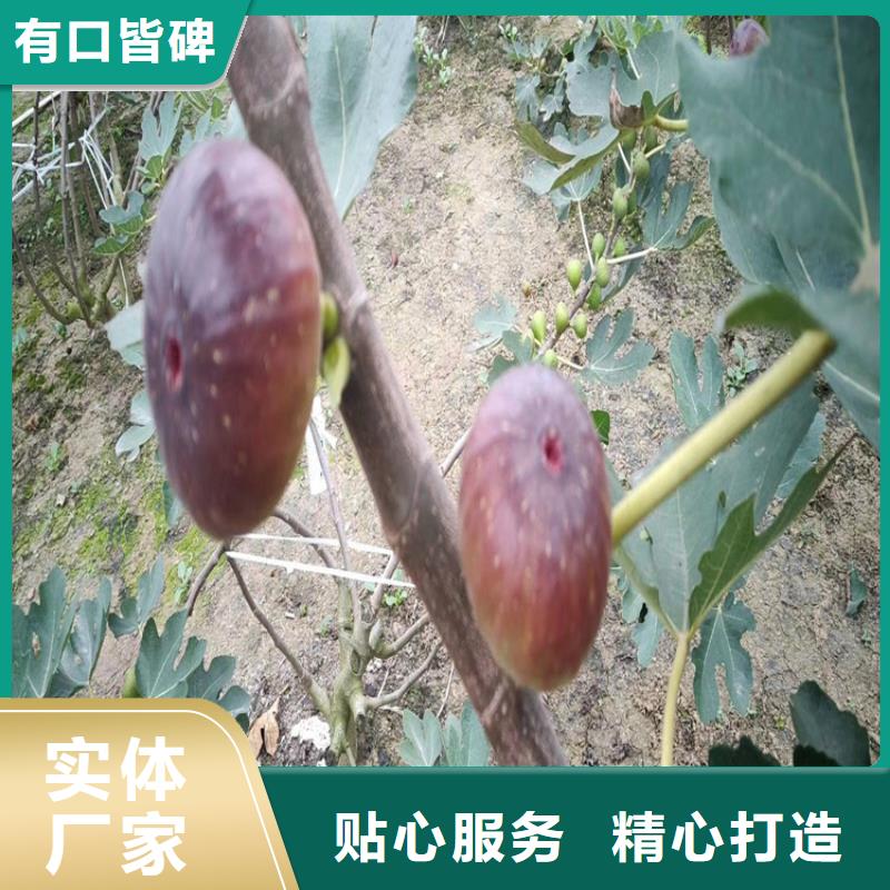 无花果,梨树苗信誉至上