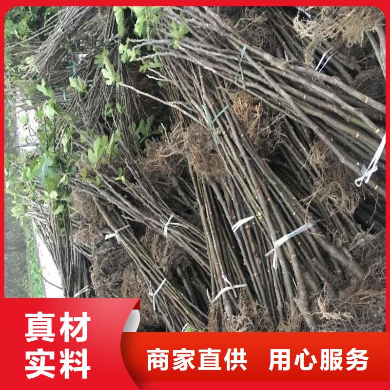 无花果_猕猴桃苗用心做好细节