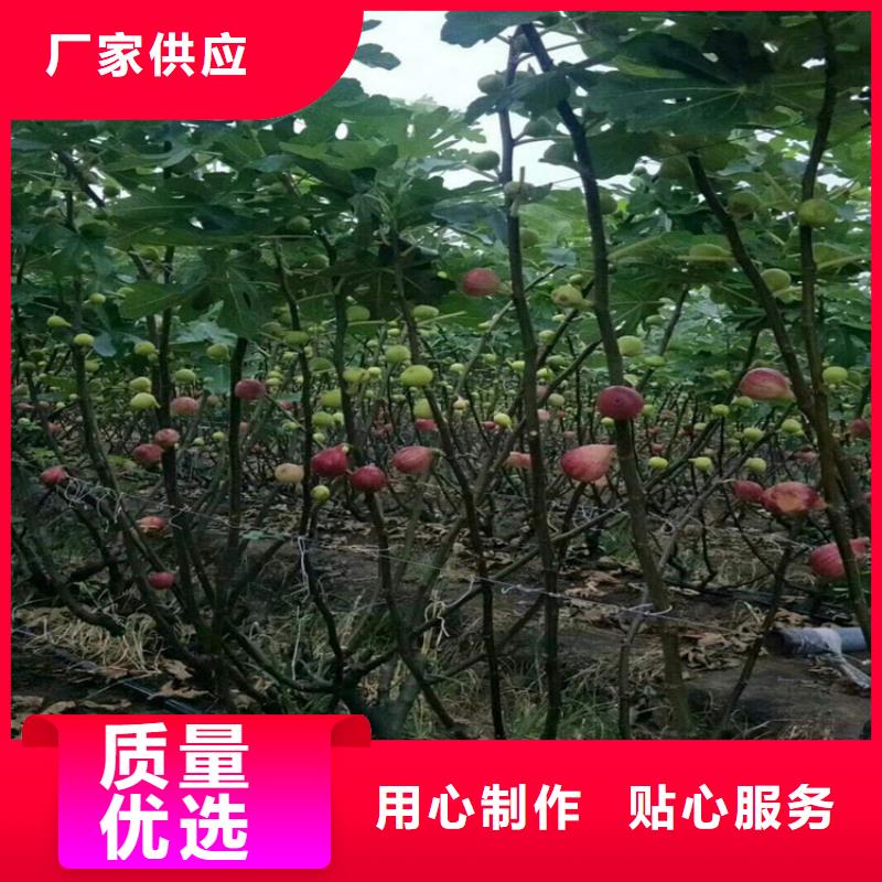 无花果【草莓苗】厂家拥有先进的设备