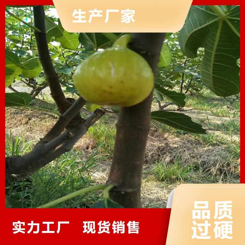 布兰瑞克无花果苗适合种植地区/轩园园艺场