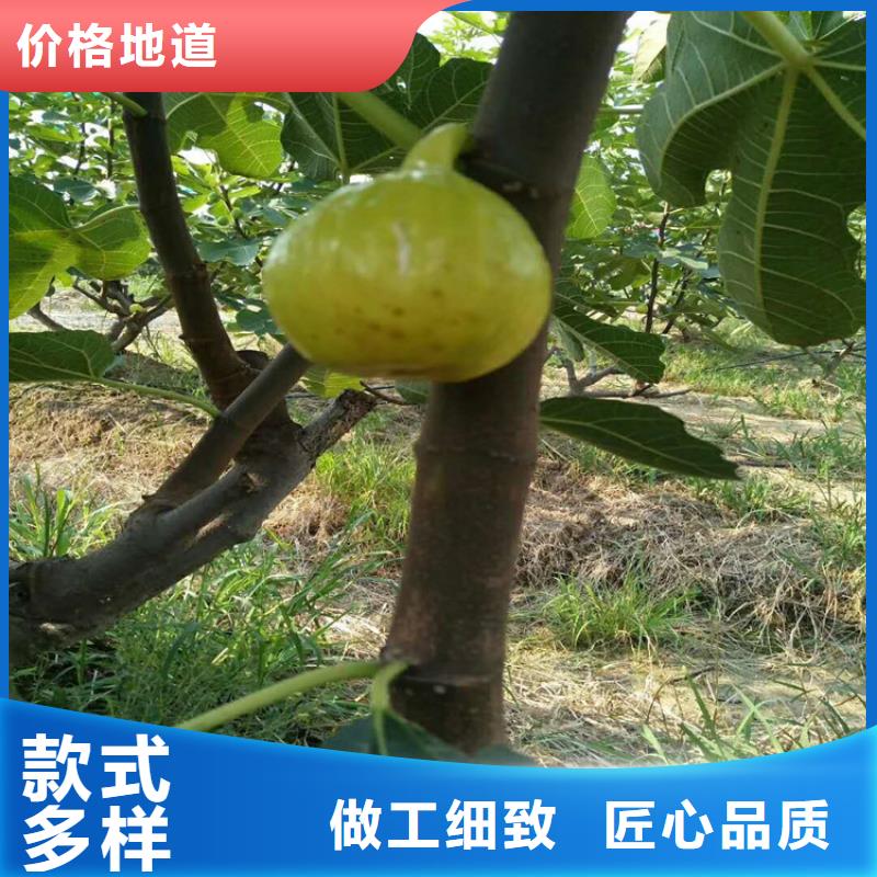 无花果红石榴苗基地源厂直销