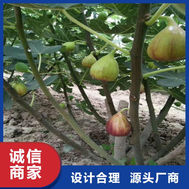 无花果桃树苗用品质说话