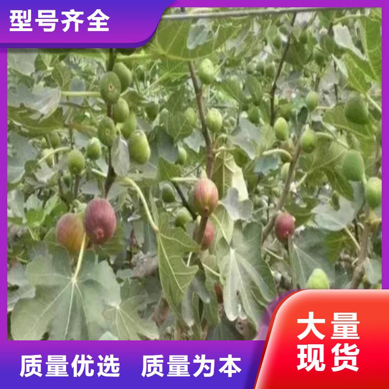 无花果桃树苗用品质说话