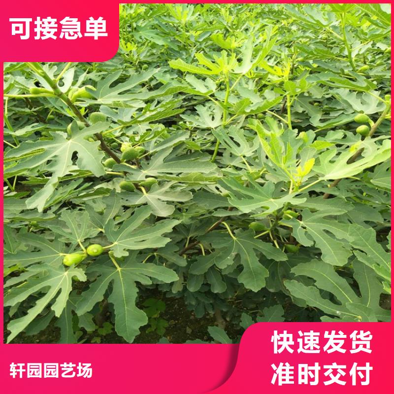 无花果,梨树苗货源稳定