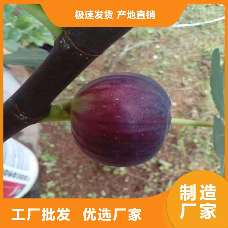 无花果樱桃苗质量层层把关