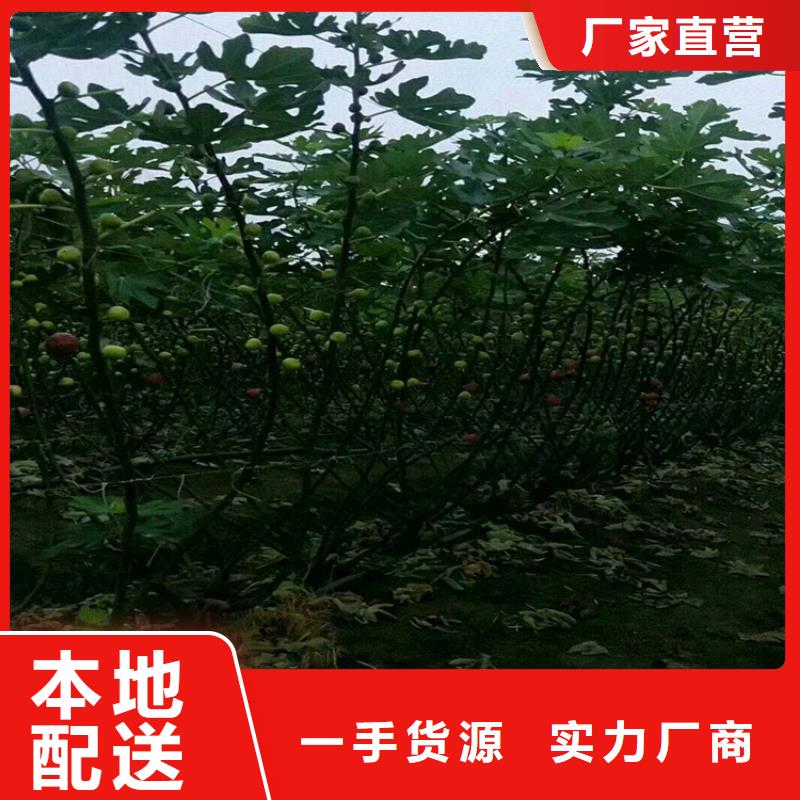 【无花果】李子苗一站式服务