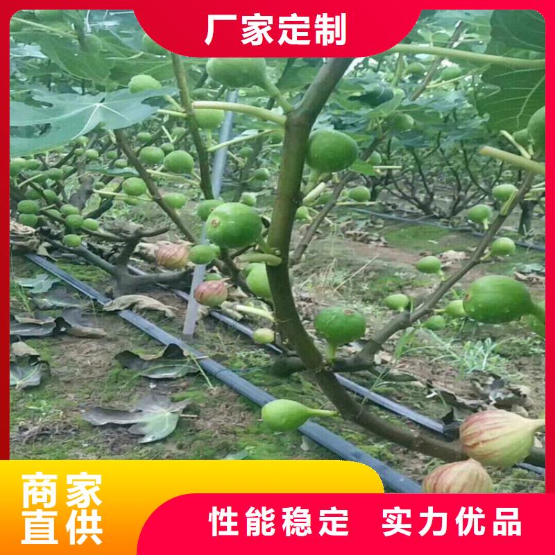 无花果_桃树苗专业供货品质管控