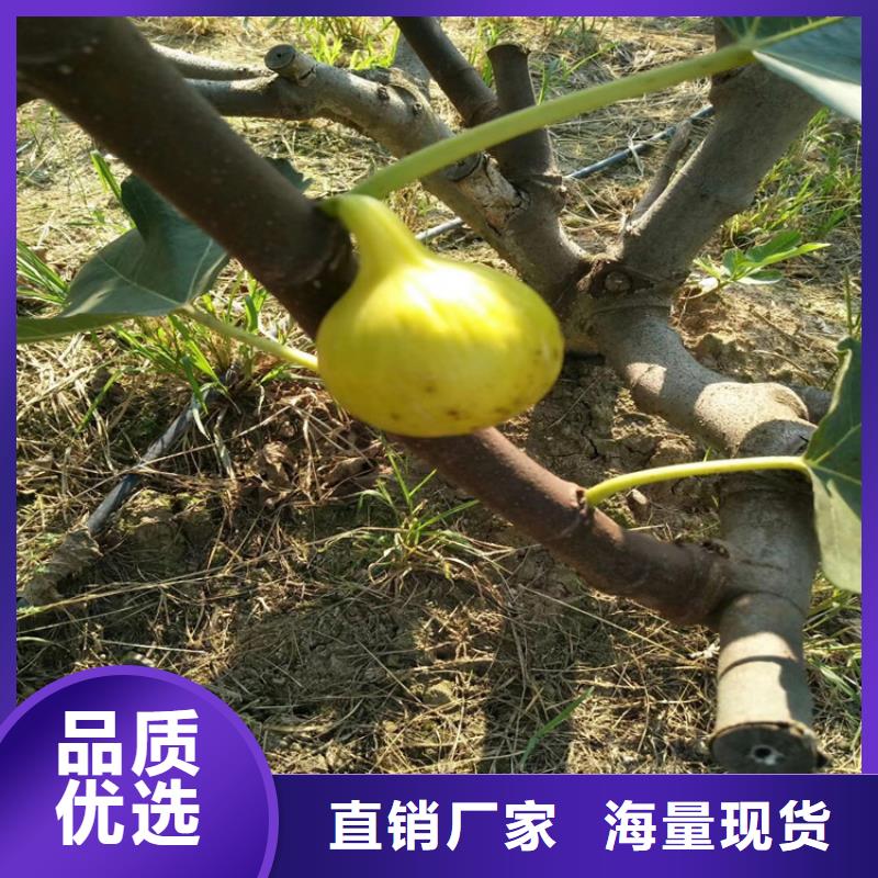 无花果梨树苗货源充足