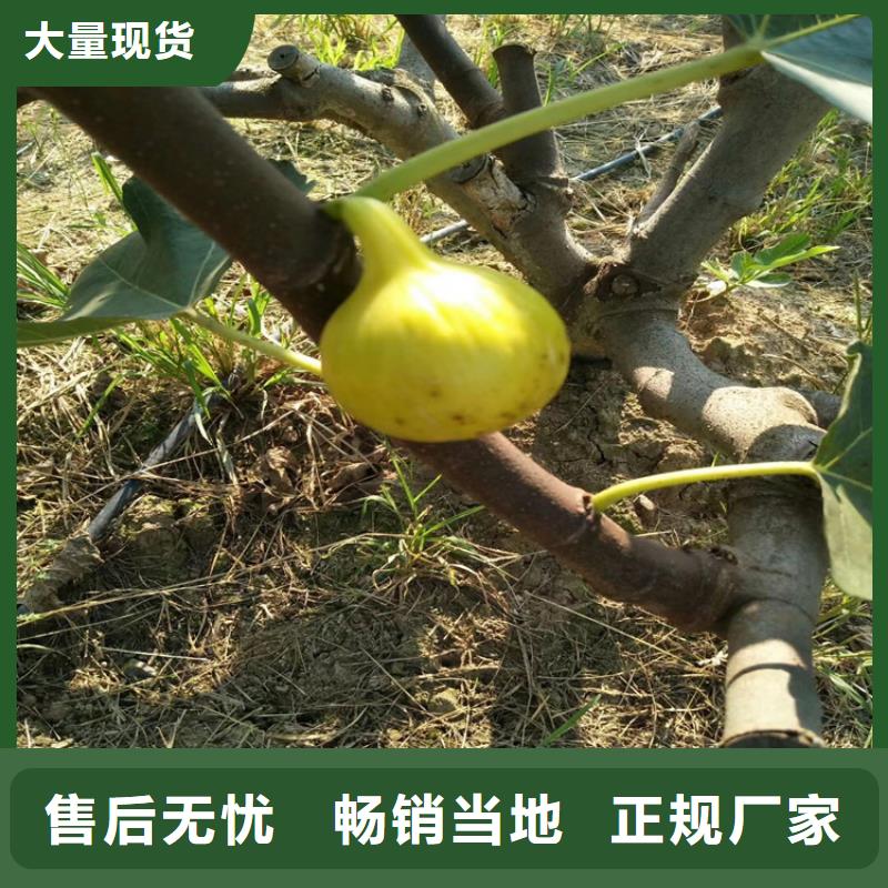 紫果无花果苗种植方法/轩园园艺场