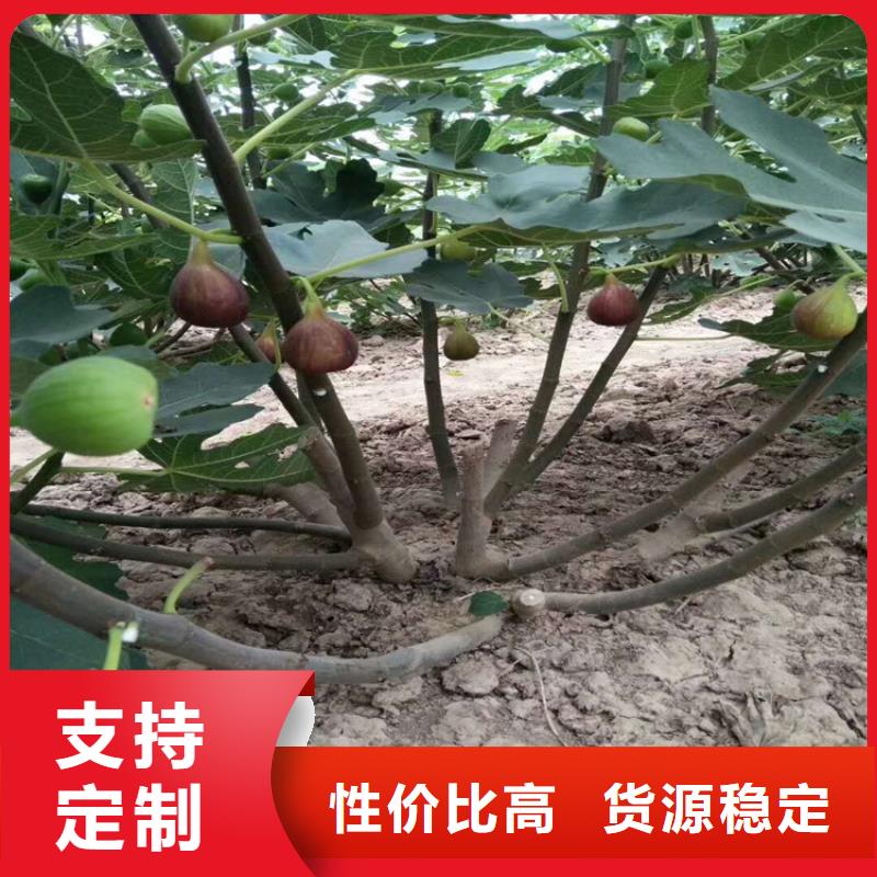 无花果树苗价格