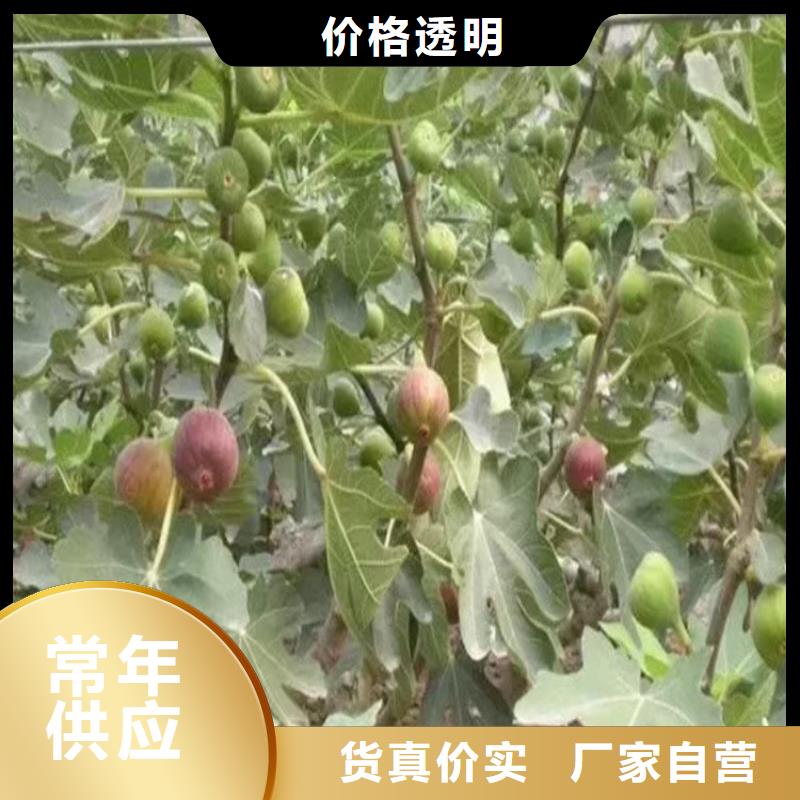 无花果红石榴苗基地源厂直销