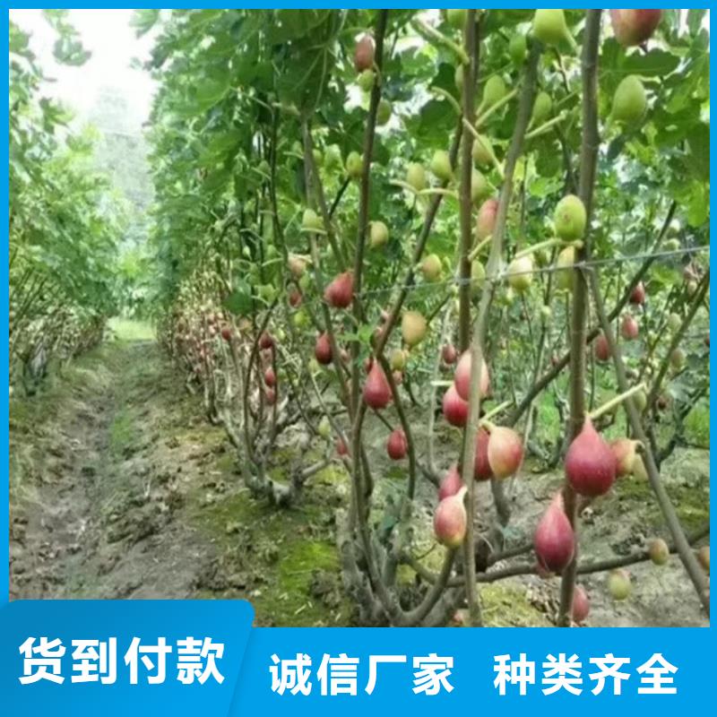 无花果桃树苗严选用料