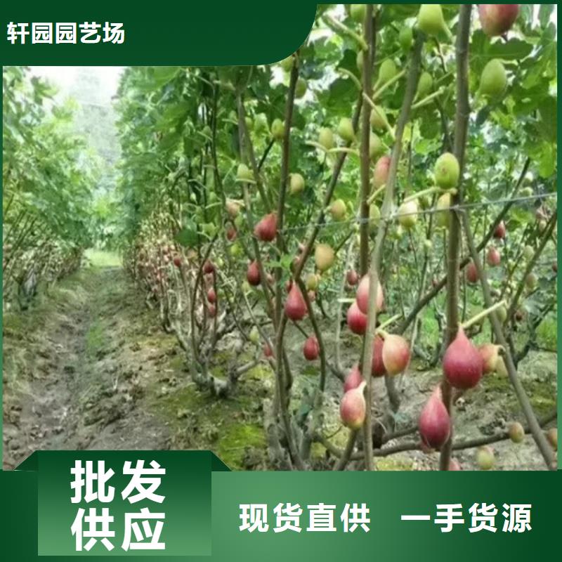 无花果桃树苗严选用料