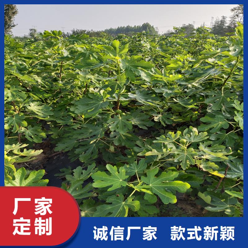 【无花果桃树苗超产品在细节】