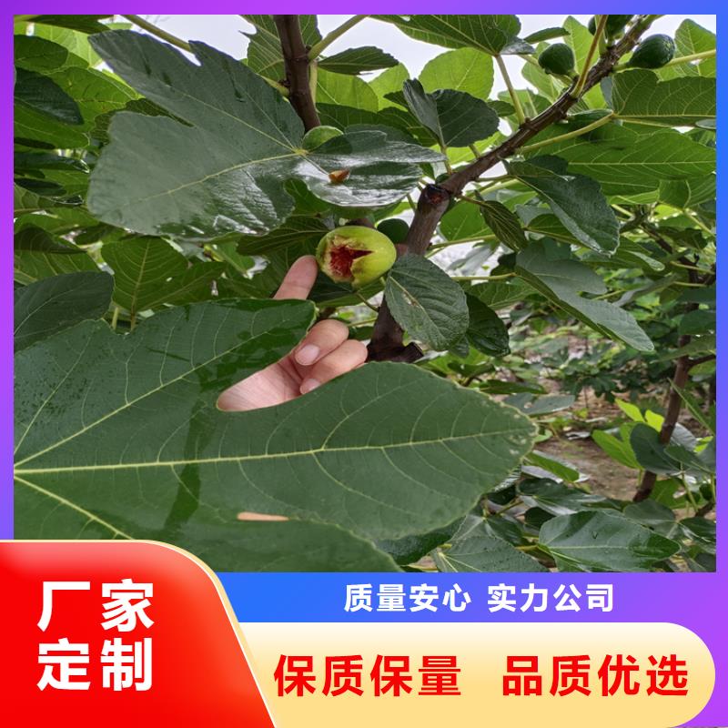 无花果_猕猴桃苗用心做好细节