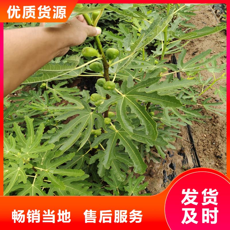 无花果红石榴苗基地源厂直销