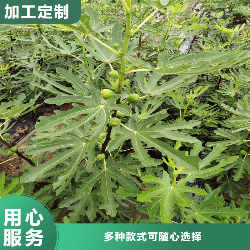 布兰瑞克无花果苗适合种植地区/轩园园艺场