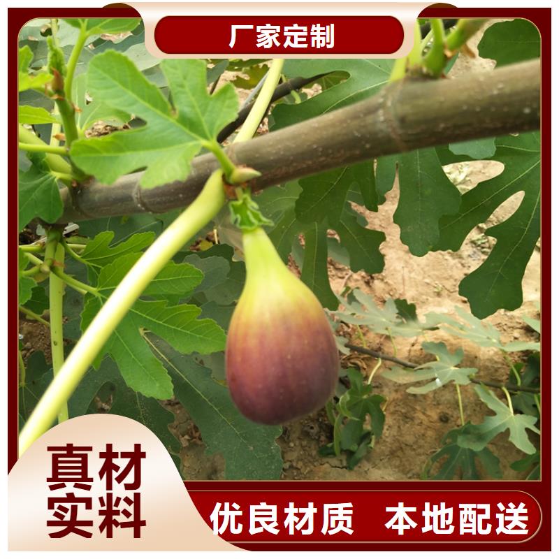 无花果梨树苗厂家质量过硬