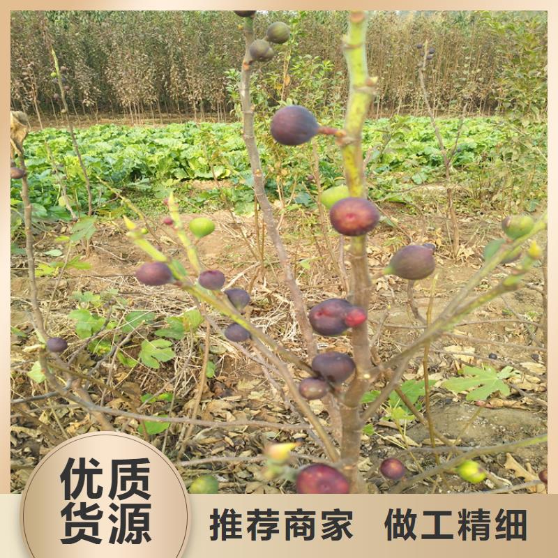 无花果桃树苗用途广泛