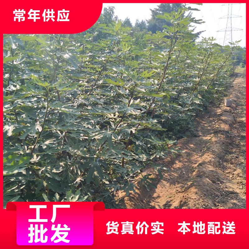 紫果无花果苗种植方法/轩园园艺场