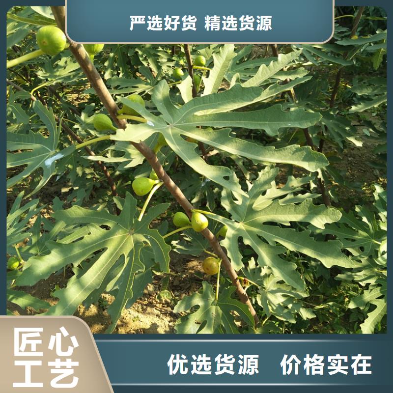 无花果桃树苗严选用料