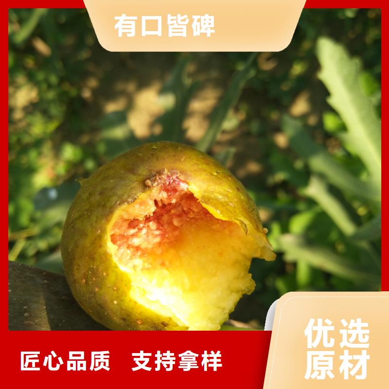 无花果树苗价格