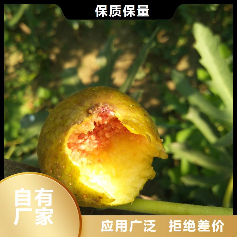 紫果无花果苗种植方法/轩园园艺场