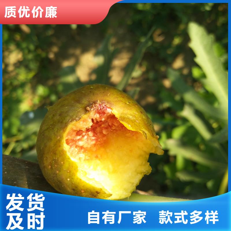 无花果红石榴苗基地源厂直销