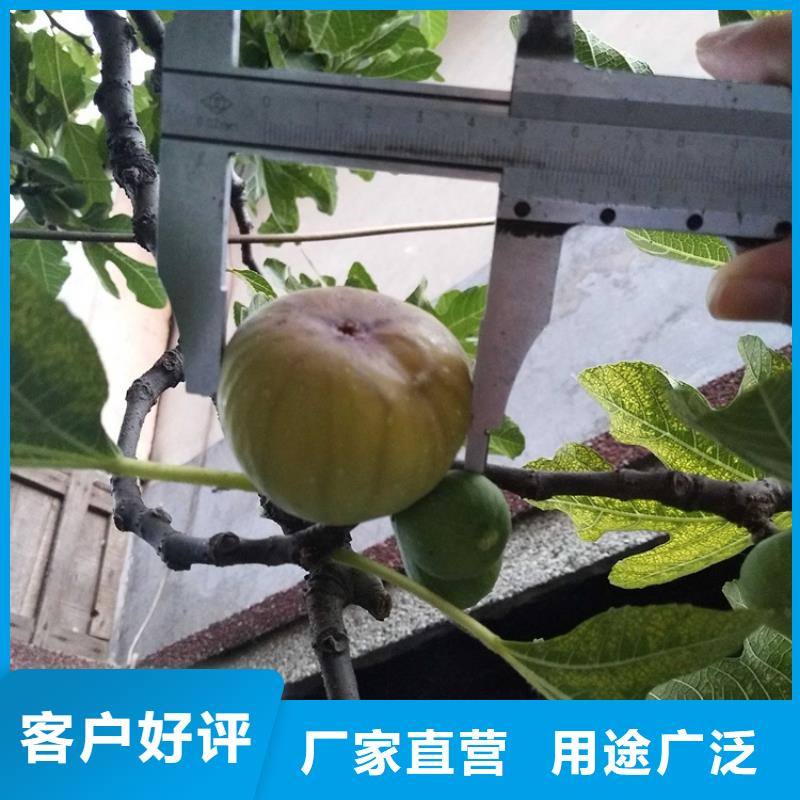 无花果【草莓苗】厂家拥有先进的设备