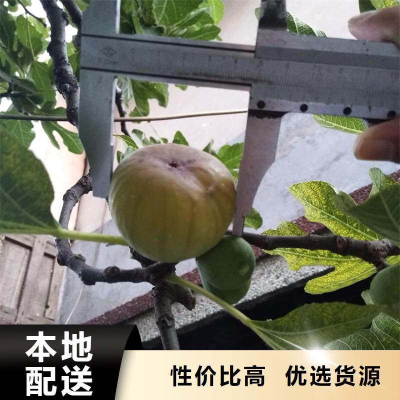 无花果樱桃苗品质好才是硬道理