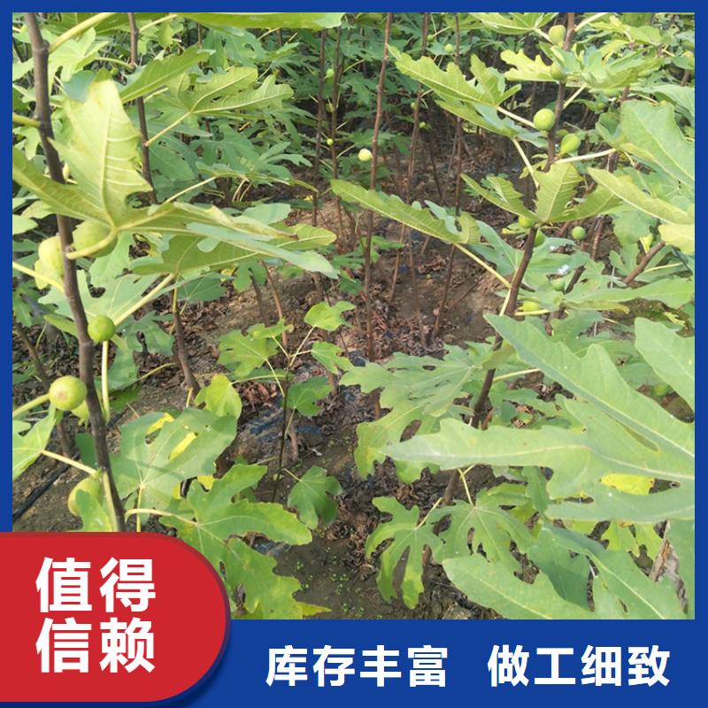 无花果黄瓜苗质量牢靠