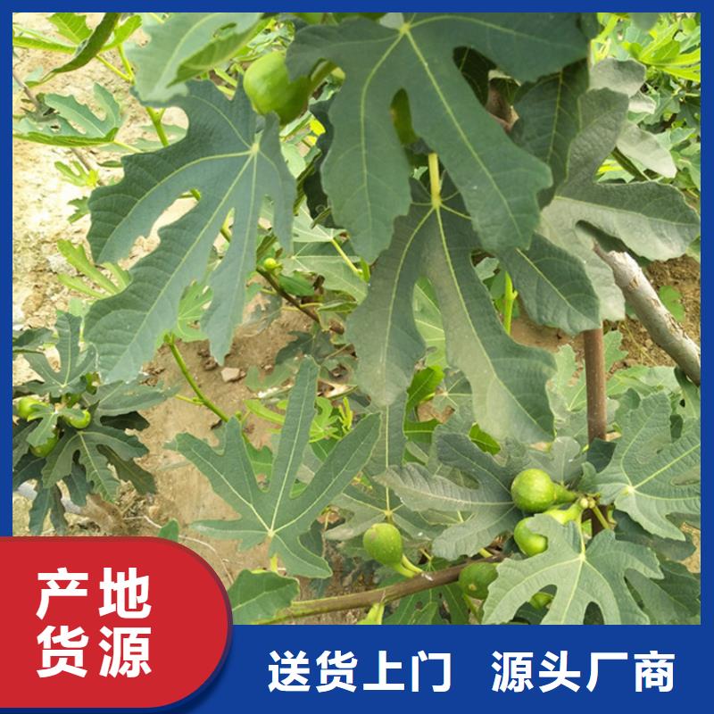 无花果_蓝莓苗实力见证