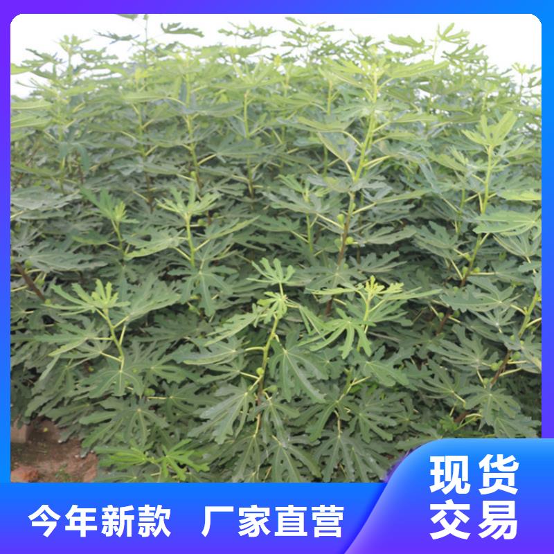 无花果桃树苗用品质说话