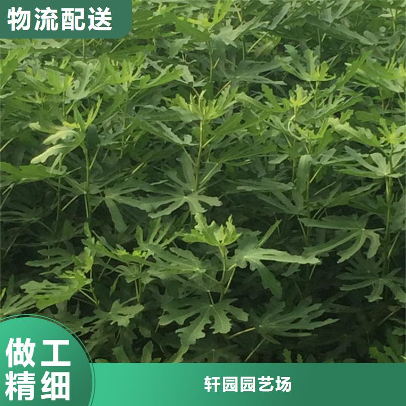 无花果树苗价格