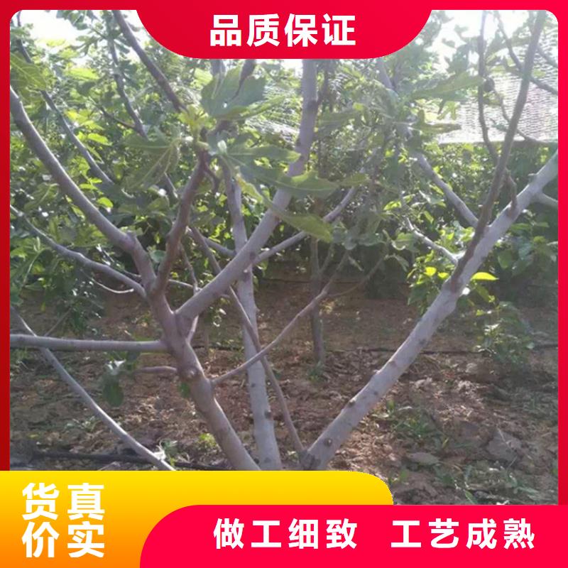 无花果桃树苗用品质说话