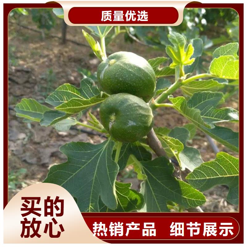 无花果红石榴苗基地源厂直销