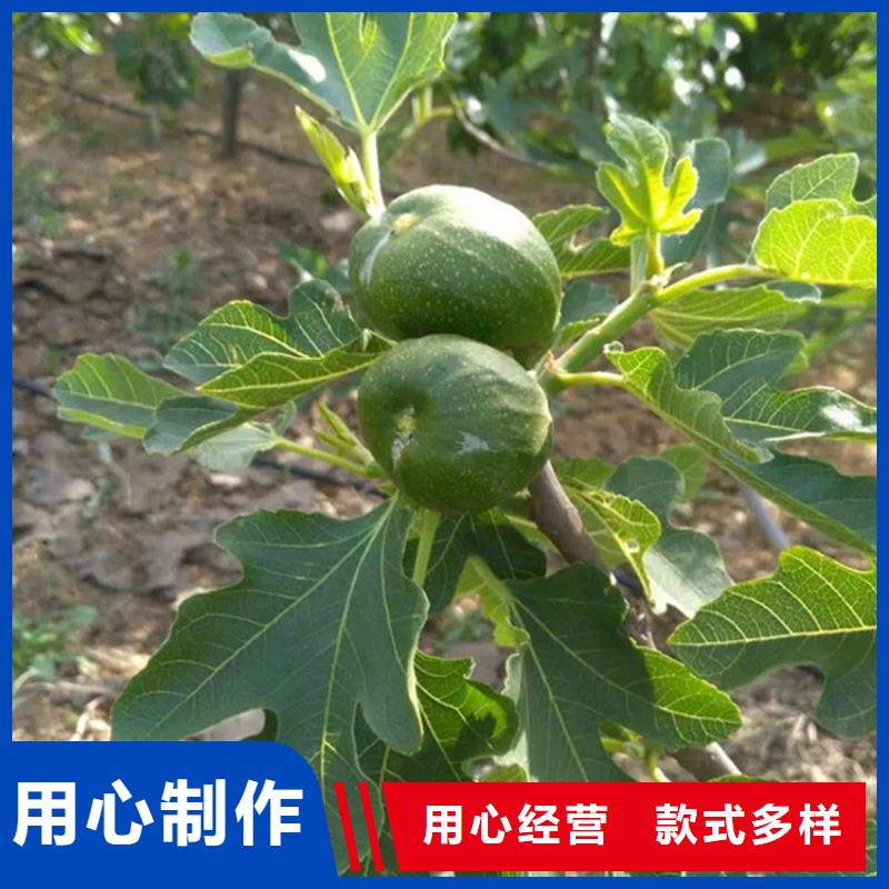 【无花果】苹果苗质量检测