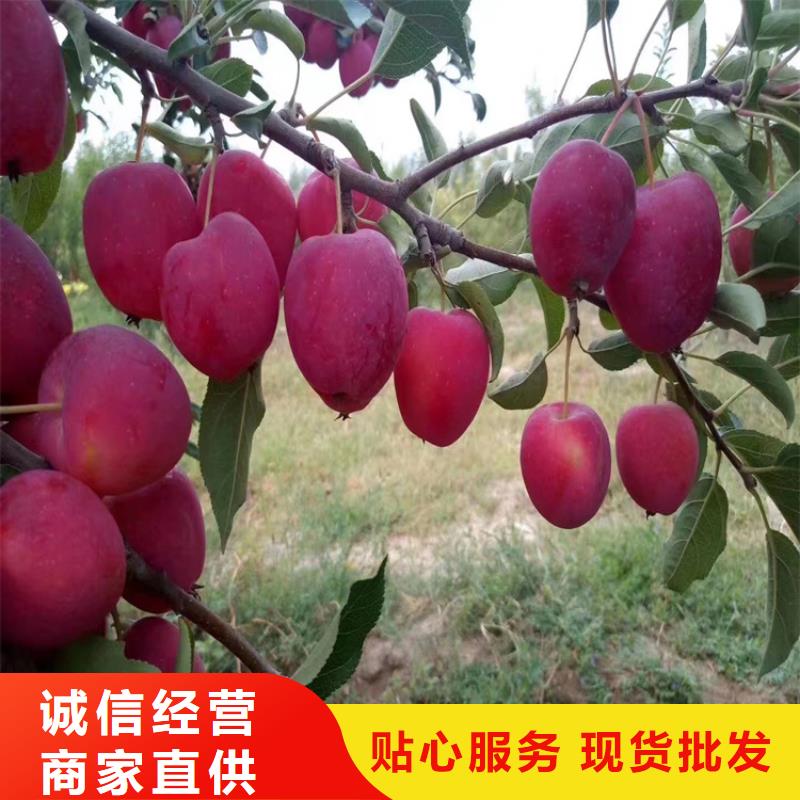 【苹果】苹果苗支持定制加工