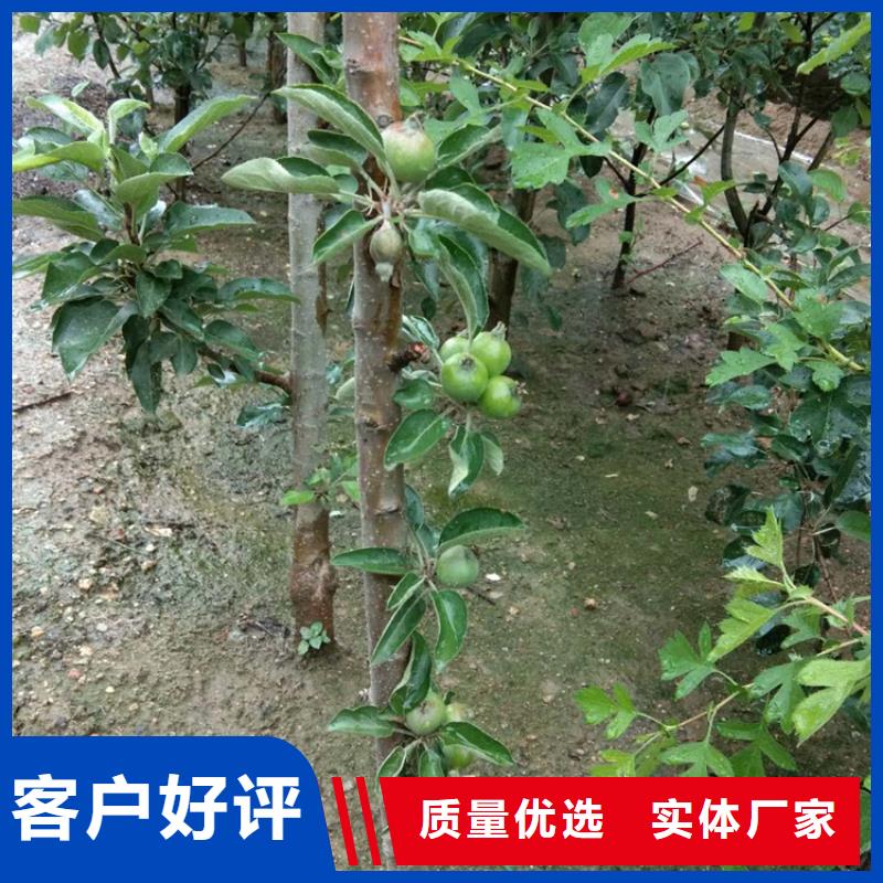 苹果葡萄苗厂家精选