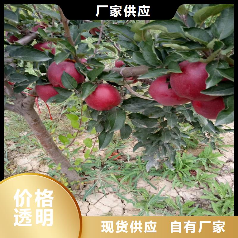 苹果板栗苗按需定制