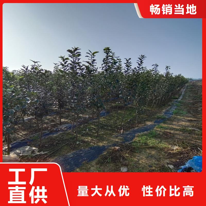 苹果无花果苗细节严格凸显品质