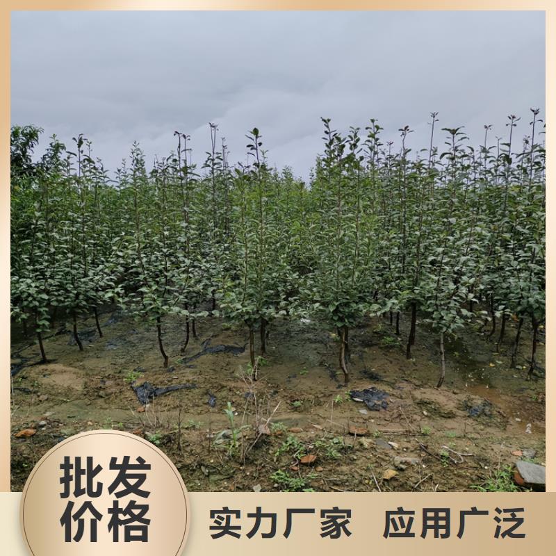 苹果无花果苗细节严格凸显品质