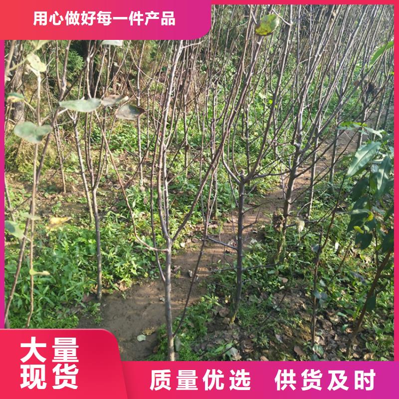 苹果【葡萄苗】长期供应