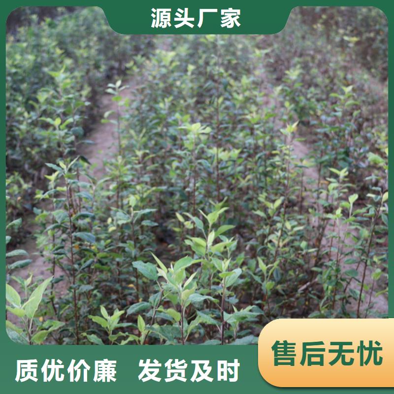 苹果-石榴苗追求细节品质