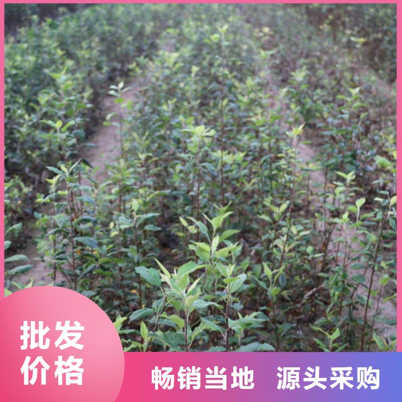 苹果_3公分软籽石榴苗好产品有口碑